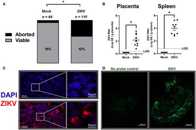 Downregulation of Transcriptional Activity, Increased Inflammation, and Damage in the Placenta Following in utero Zika Virus Infection Is Associated With Adverse Pregnancy Outcomes